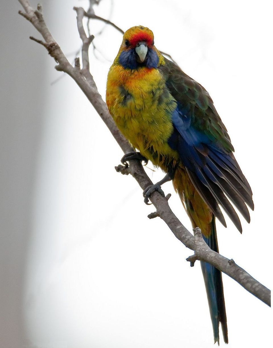 Green Rosella wildlife guide for Freycinet National Park