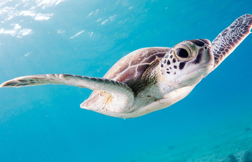 Green Sea Turtle in Overseas Highway