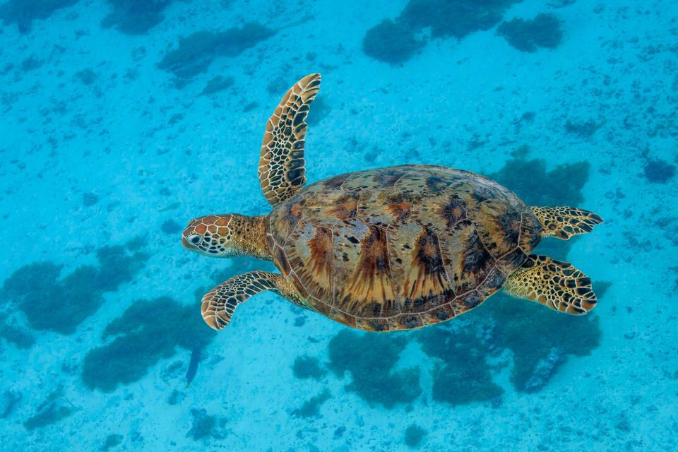 Green Sea Turtle wildlife guide for Everglades National Park