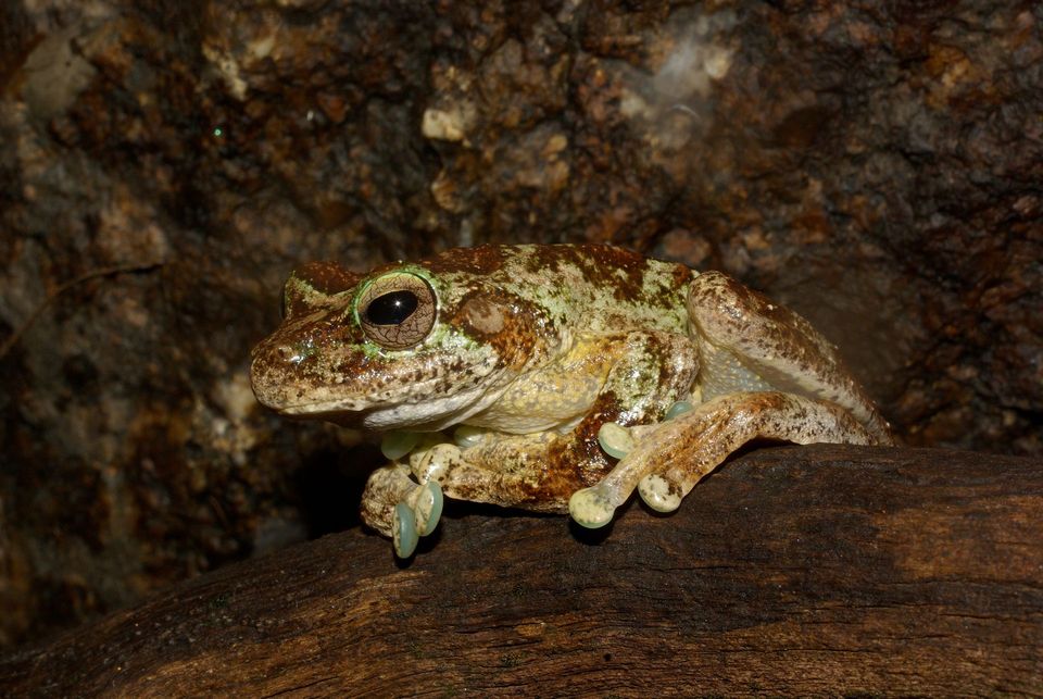 Green-eyed Tree Frog in Daintree National Park