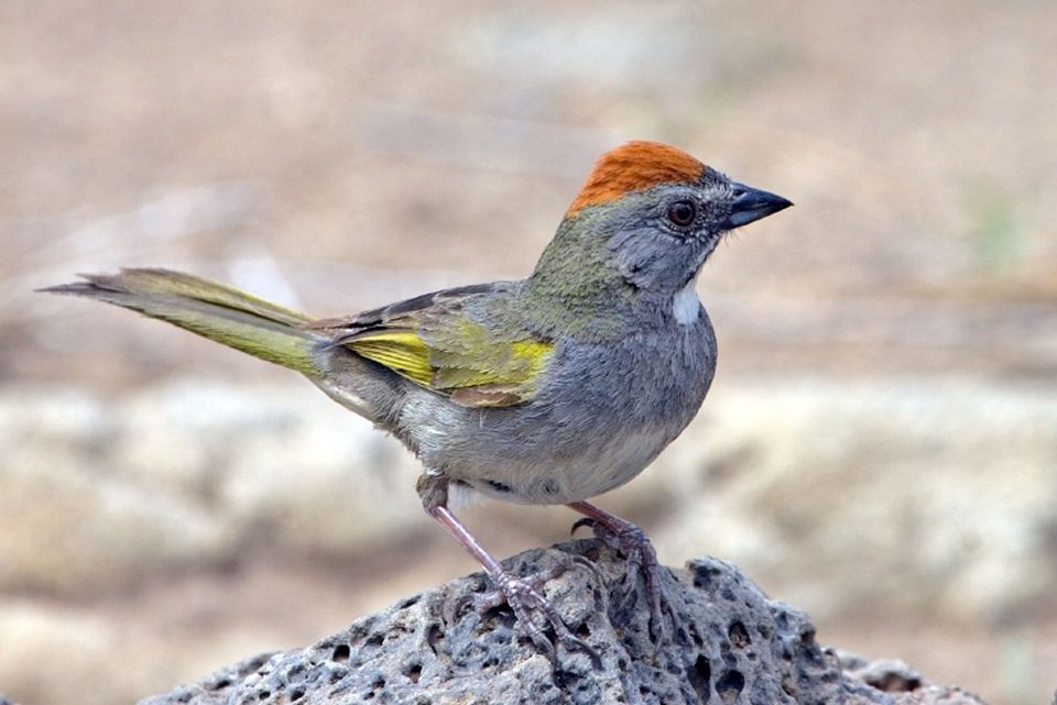 Green-tailed Towhee in Mesa Verde National Park
