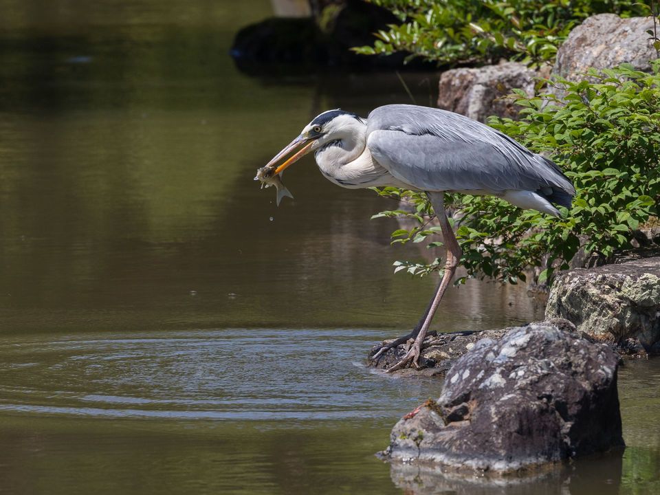 Grey Heron in Plitvice Lakes National Park