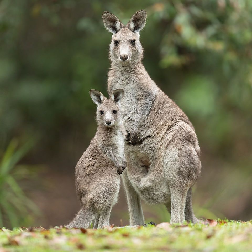 Grey Kangaroo in Blue Mountains National Park