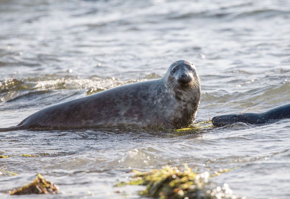 Grey Seal in Vatnajökull National Park