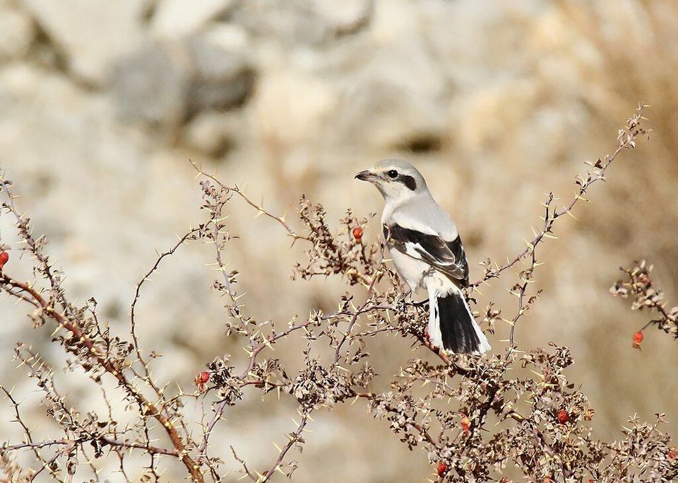 Grey Shrike wildlife guide for Teide National Park