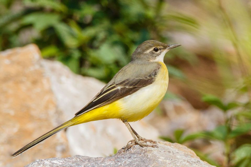 Grey Wagtail in Plitvice Lakes National Park