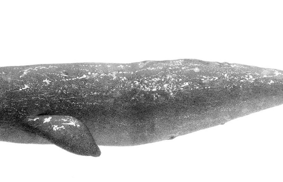 Grey Whale in Olympic National Park