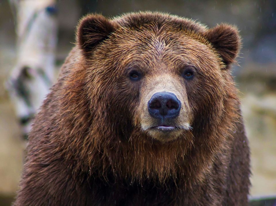 Grizzly Bear in Icefields Parkway (Highway 93)