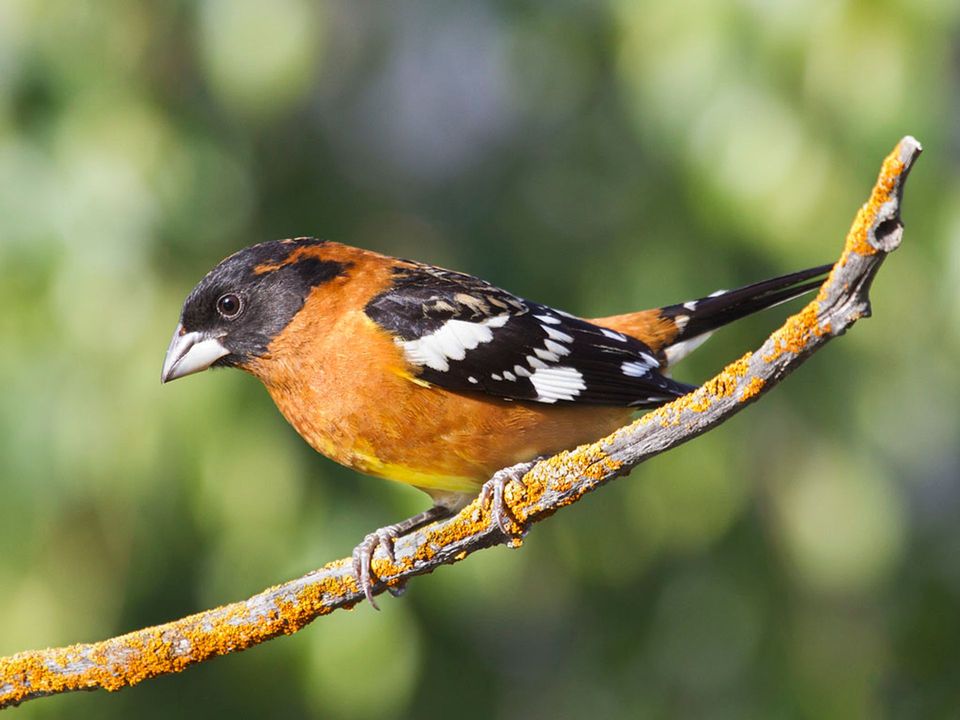 Grosbeak wildlife guide for Capitol Reef National Park