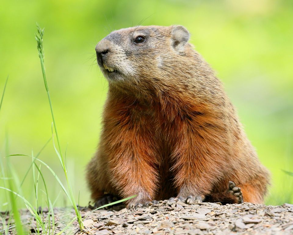 Groundhog in Hot Springs National Park