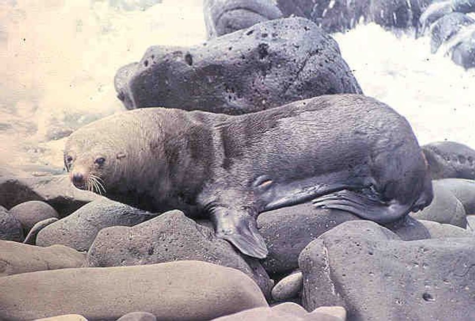 Guadalupe Fur Seal wildlife guide for Channel Islands National Park