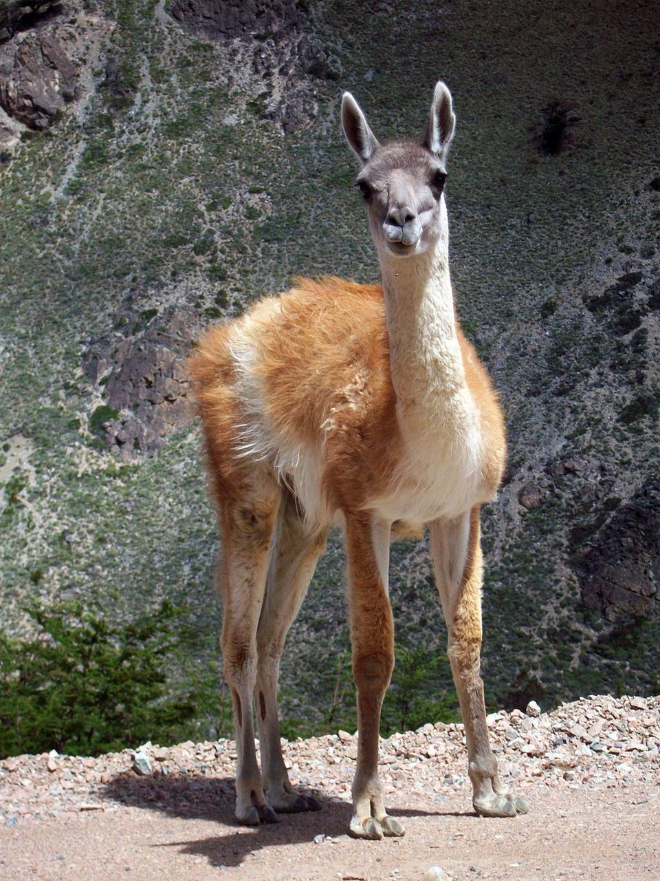 Guanaco in Torres del Paine National Park
