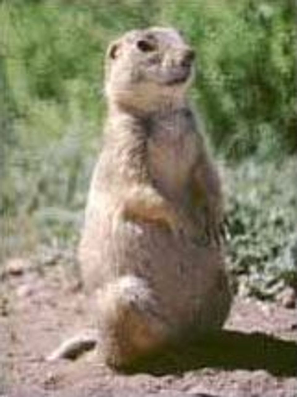 Gunnison's Prairie Dog wildlife guide for Petrified Forest National Park