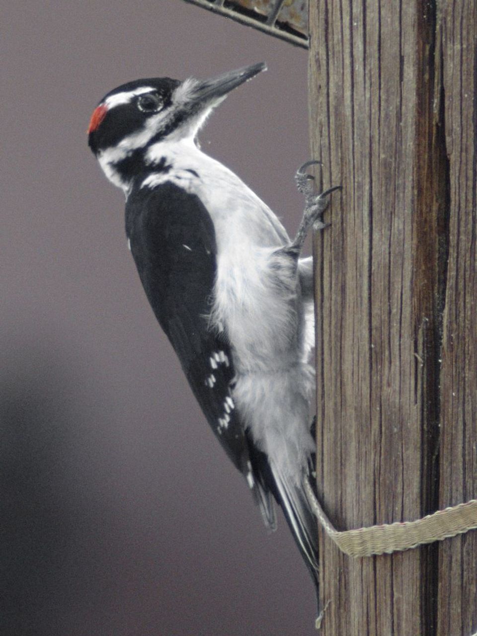 Hairy Woodpecker in Franconia Notch State Park