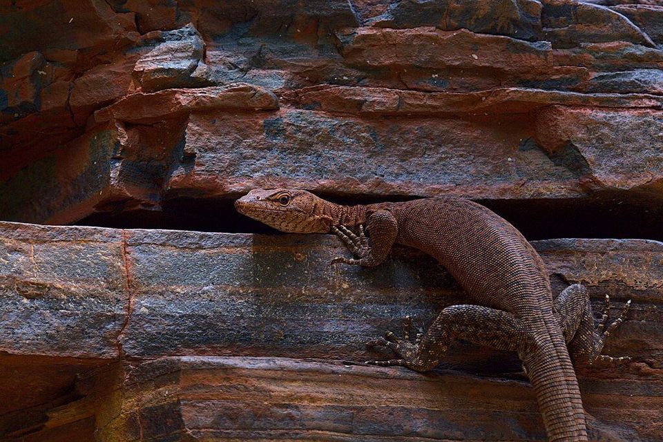 Hamersley Rock Monitor in Karijini National Park