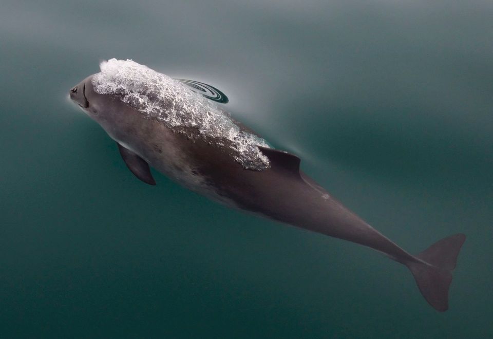 Harbor Porpoise wildlife guide for Glacier Bay National Park