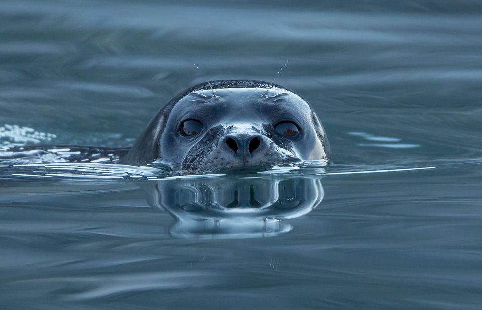 Harbor Seal in Olympic National Park