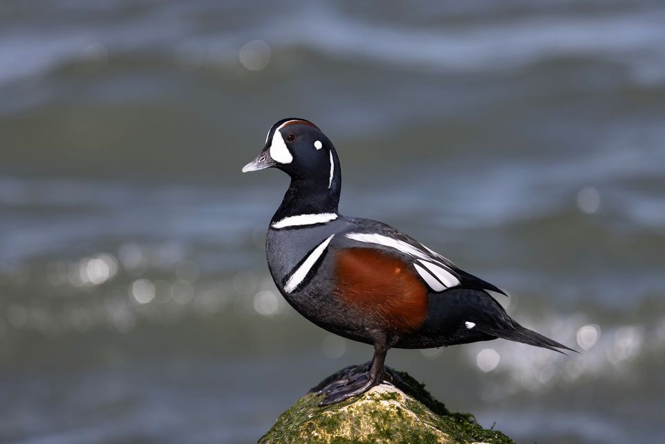 Harlequin Duck wildlife guide for Yoho National Park