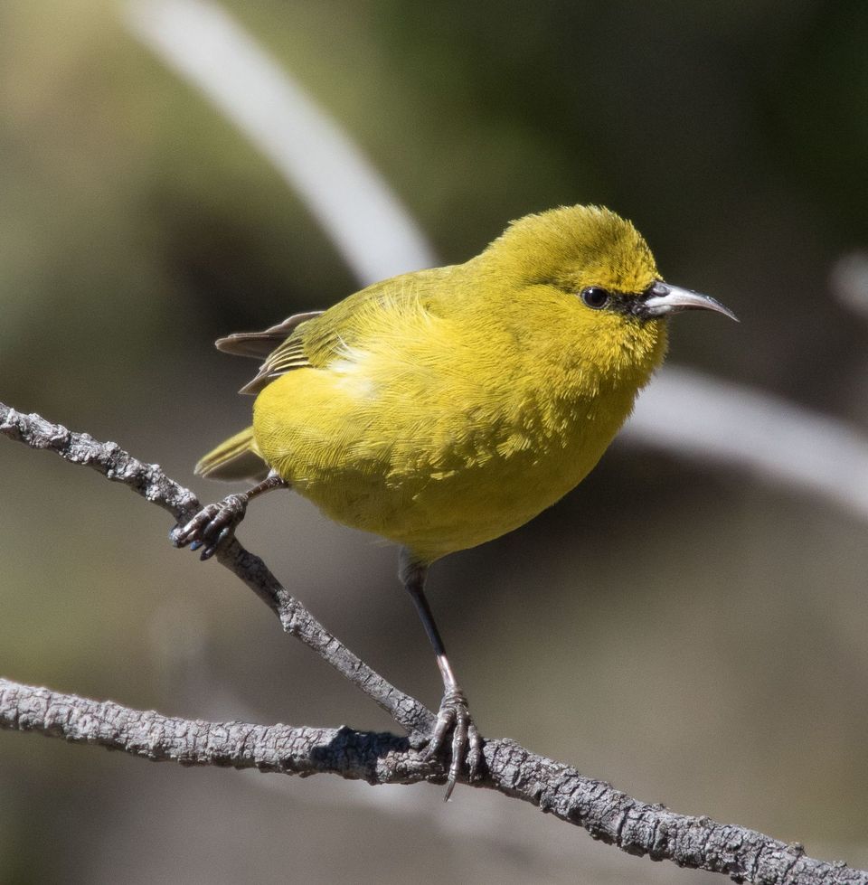 Hawaiʻi ʻAmakihi wildlife guide for Haleakalā National Park