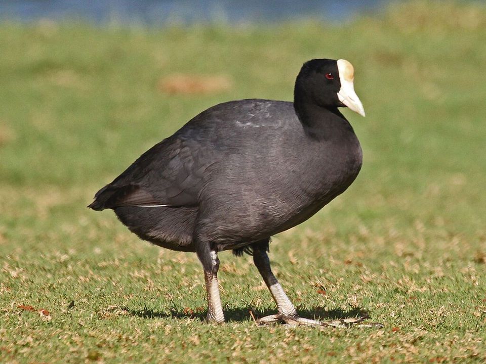 Hawaiian Coot wildlife guide for Road to Hana