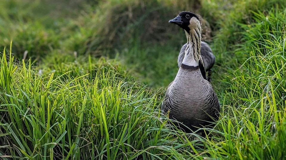 Hawaiian Goose in Haleakalā National Park