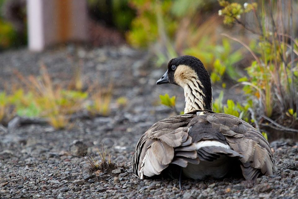 Hawaiian Goose (Nēnē) in Hawaiʻi Volcanoes National Park