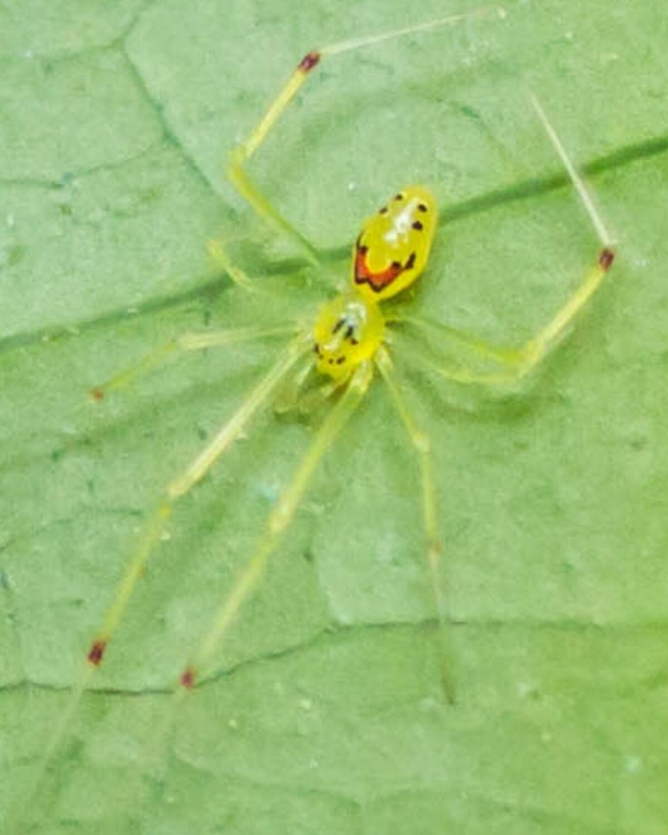 Hawaiian Happy Face Spider in Haleakalā National Park
