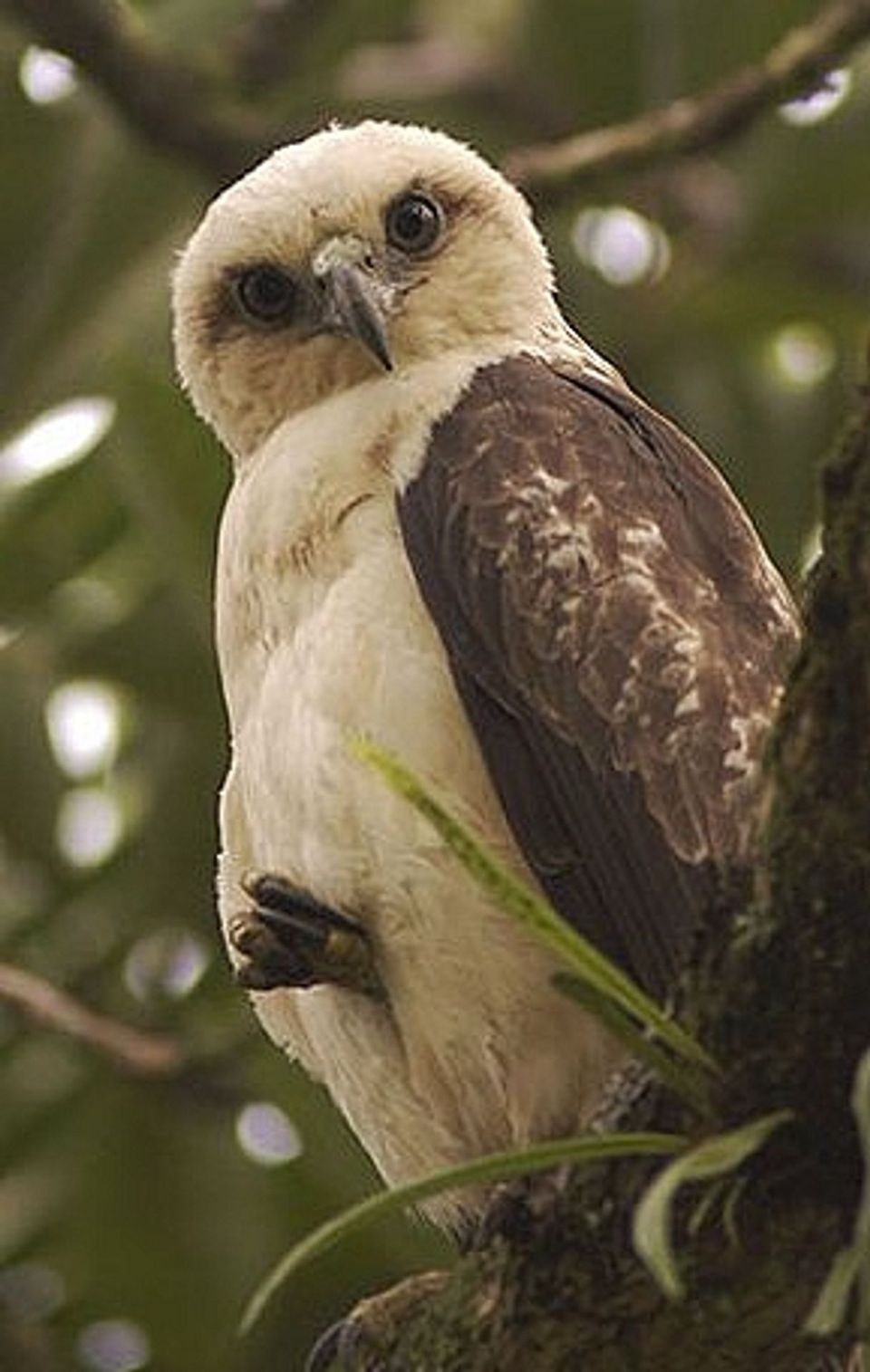 Hawaiian Hawk ('Io) in Hawaiʻi Volcanoes National Park