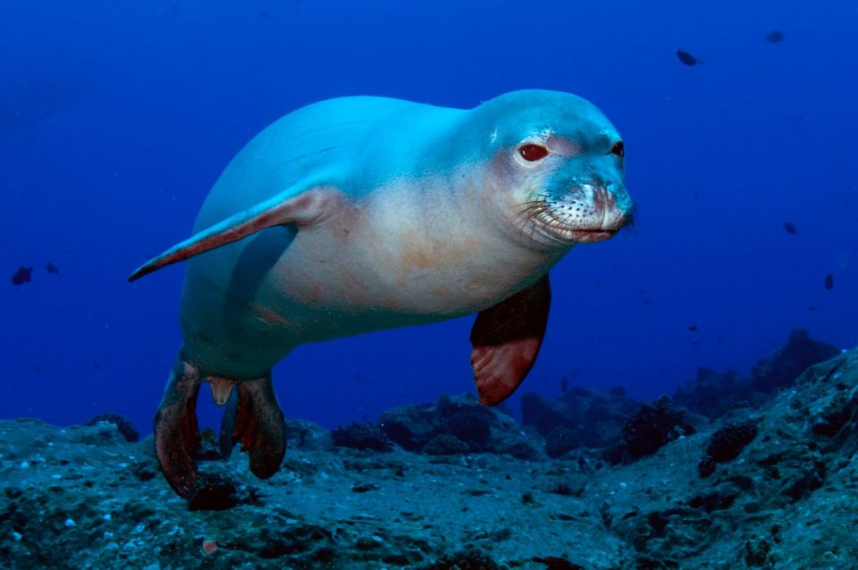 Hawaiian Monk Seal in West Maui Scenic Drive