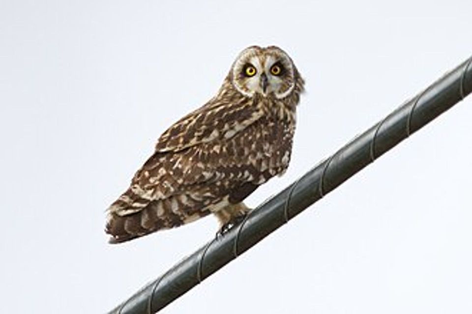 Hawaiian Short-eared Owl in Haleakalā National Park
