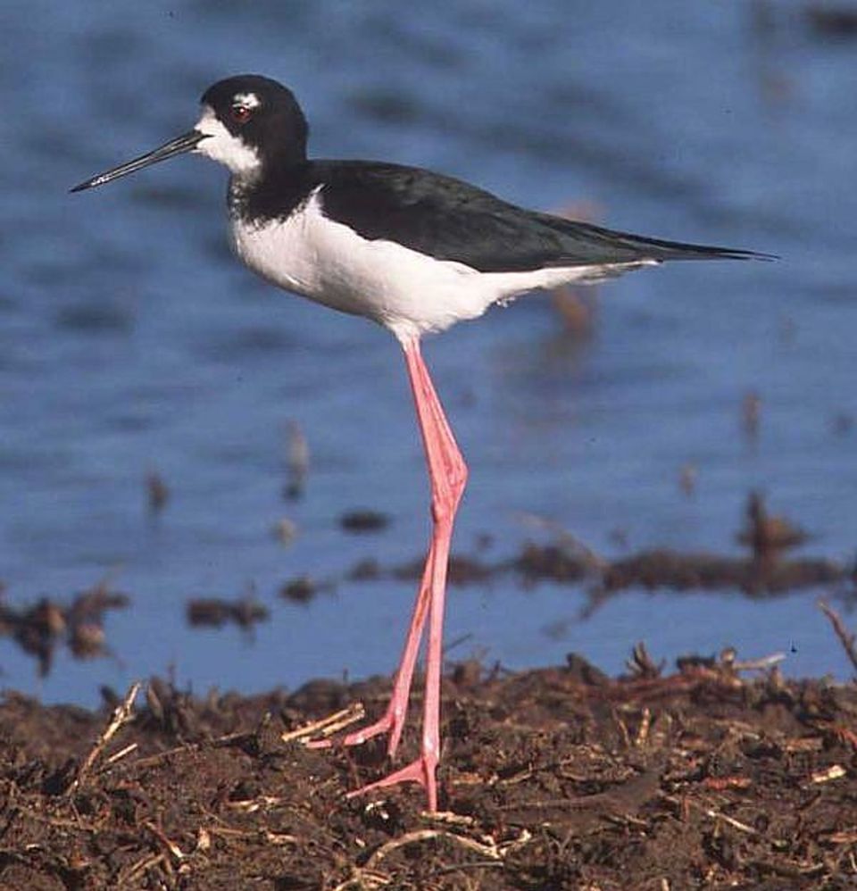 Hawaiian Stilt in Road to Hana