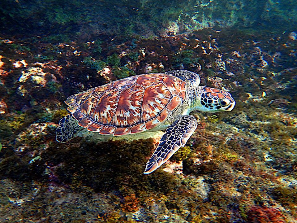 Hawksbill Sea Turtle in West Maui Scenic Drive