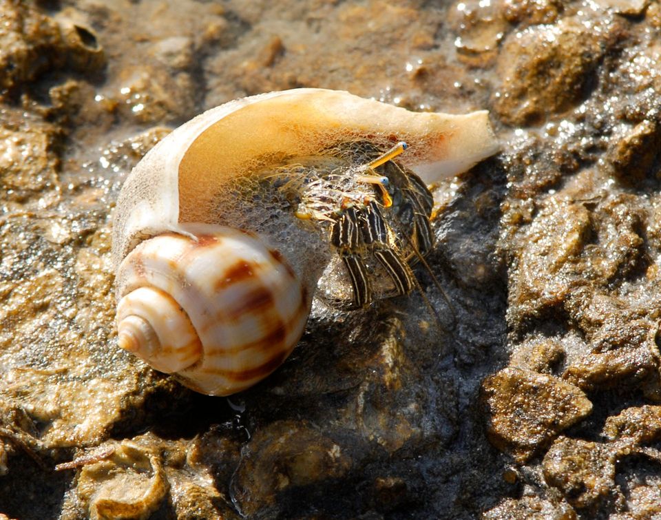 Hermit Crab in American Samoa National Park