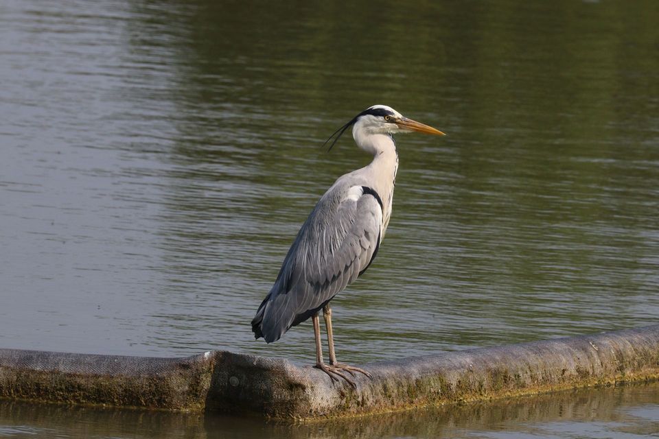 Heron in Killarney National Park