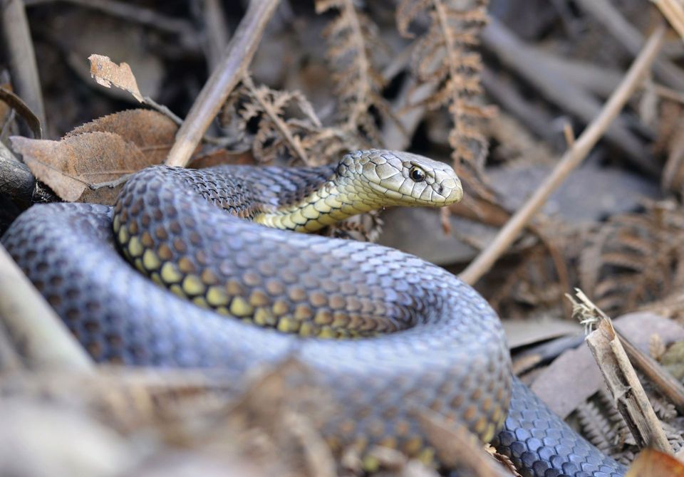 Highlands Copperhead wildlife guide for Blue Mountains National Park