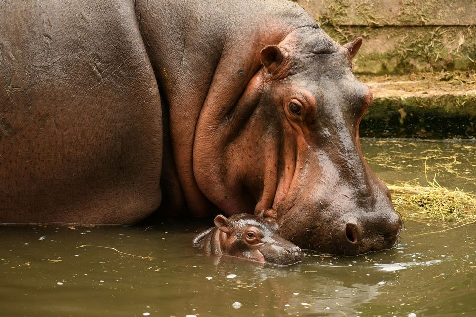 Hippopotamus in Kruger National Park
