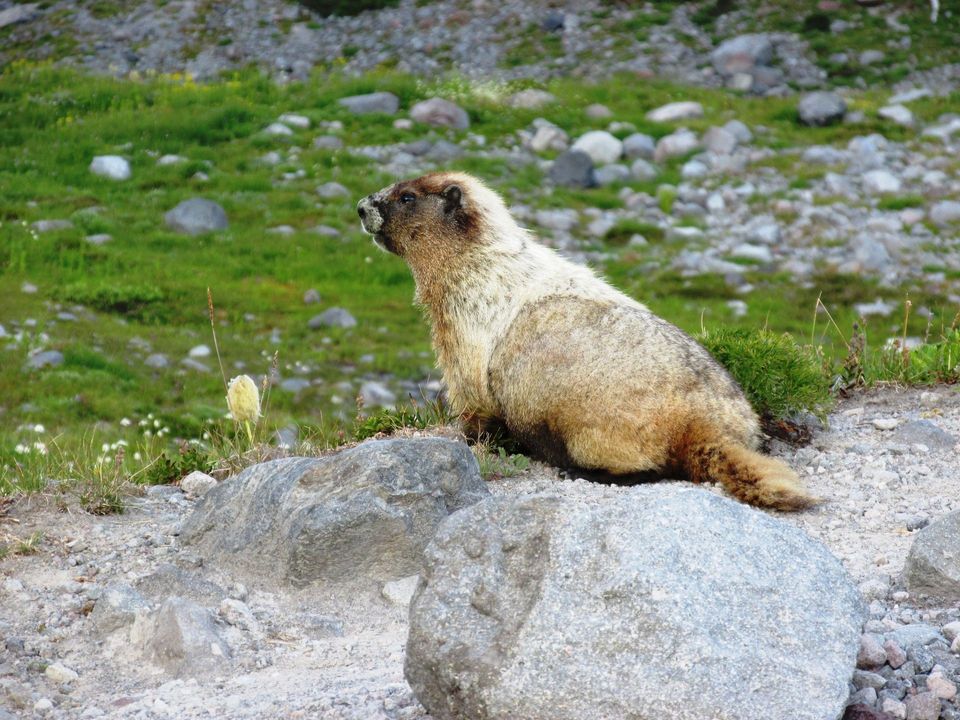 Hoary Marmot in Banff National Park