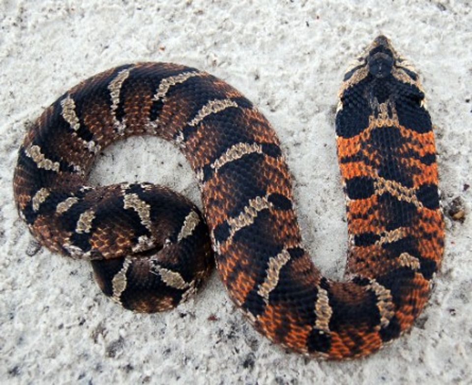 Hognose Snake in Sleeping Bear Dunes National Lakeshore