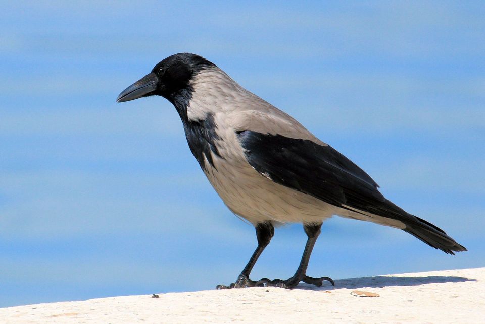 Hooded Crow in Killarney National Park