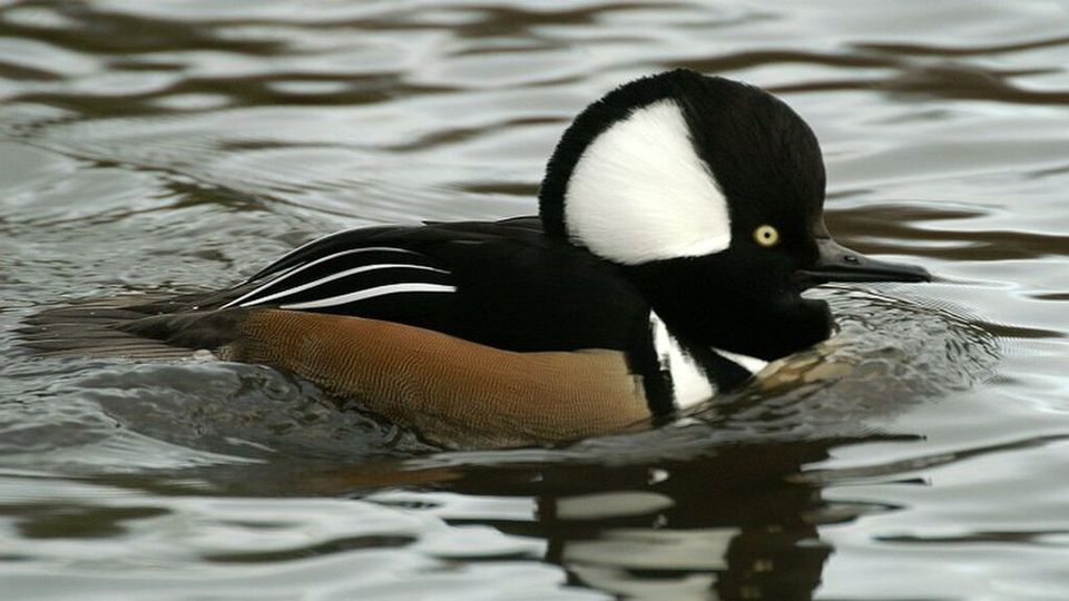 Hooded Merganser in Sleeping Bear Dunes National Lakeshore