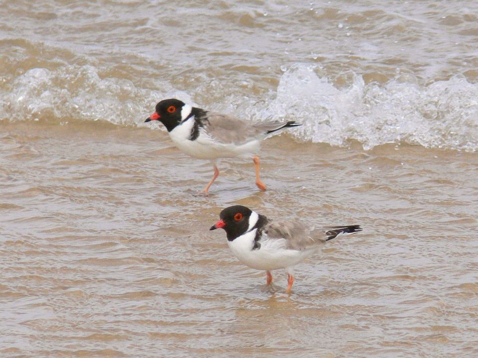Hooded Plover wildlife guide for Freycinet National Park