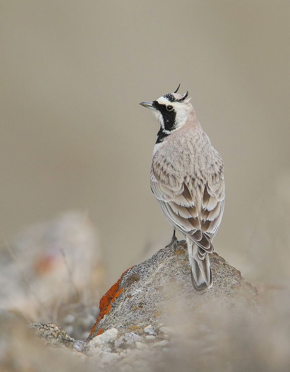 Horned Lark in White Sands National Park
