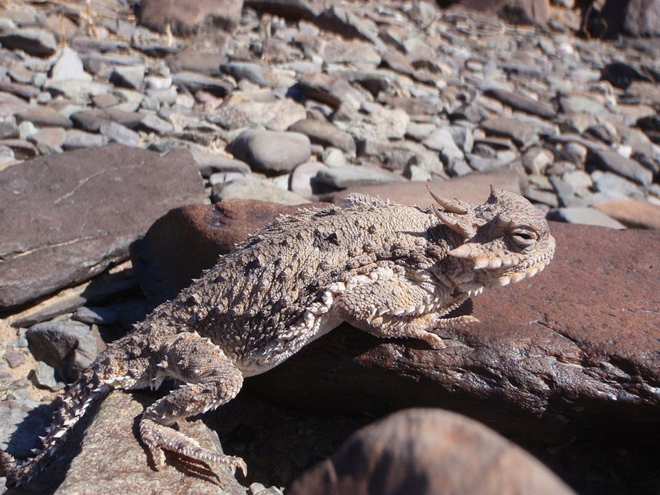 Horned Lizard in Zion National Park