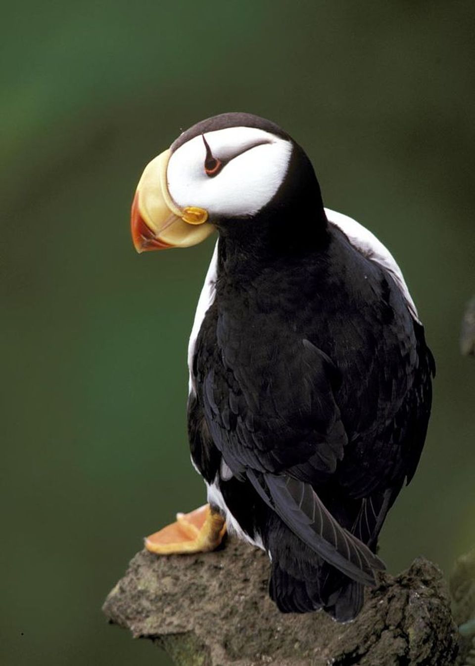 Horned Puffin wildlife guide for Kenai Fjords National Park