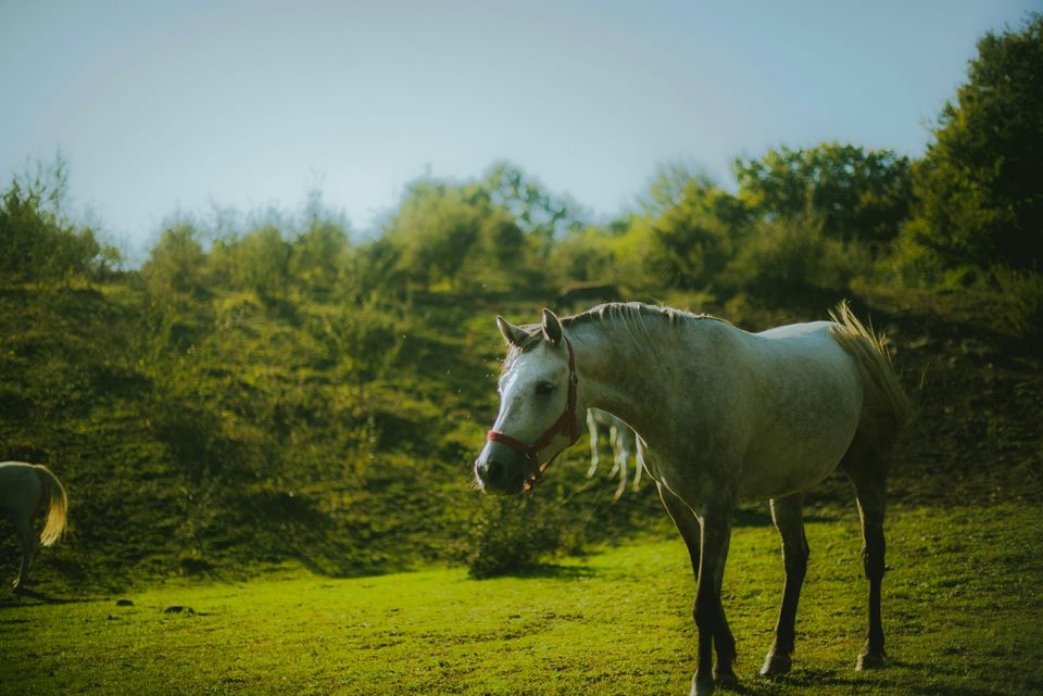 Horse in Big Bend National Park