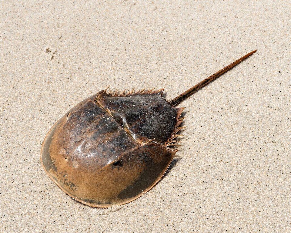 Horseshoe Crab in Cape Cod National Seashore