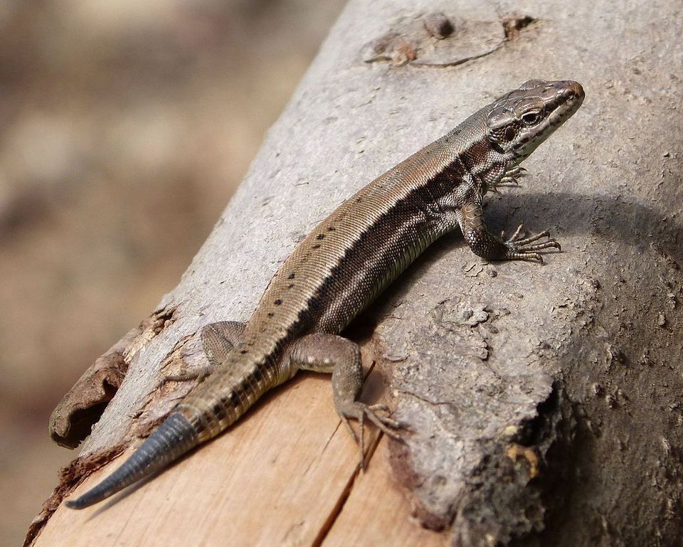 Horvath's Rock Lizard wildlife guide for Plitvice Lakes National Park