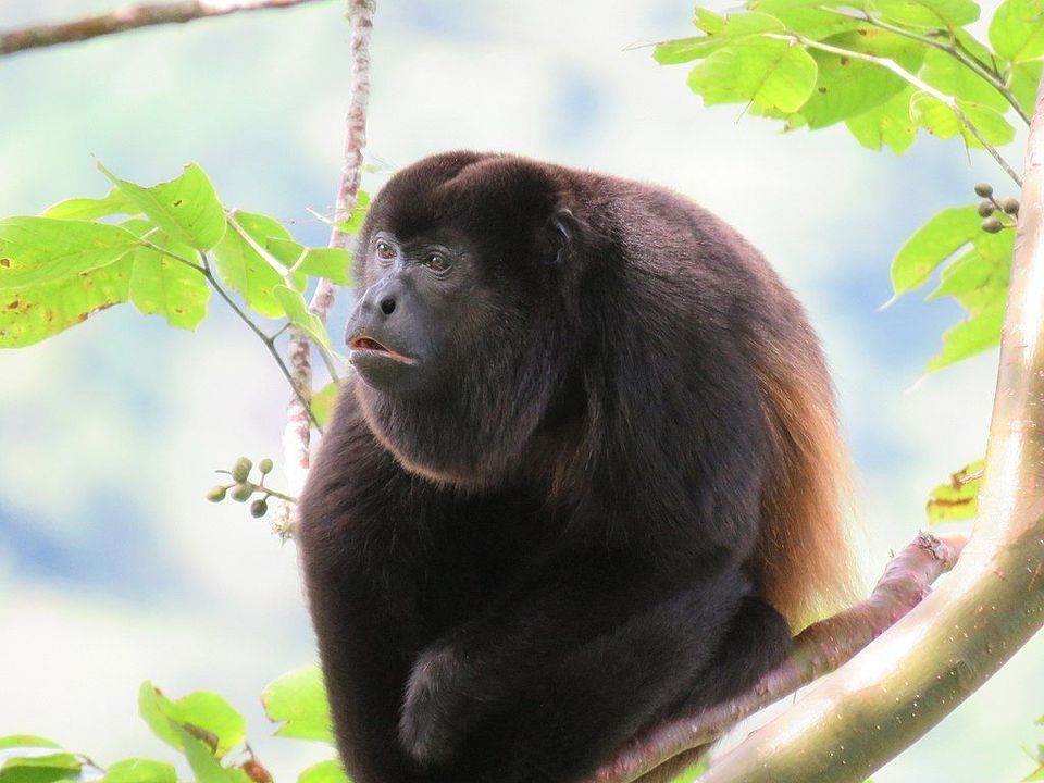 Howler Monkey in Manuel Antonio National Park