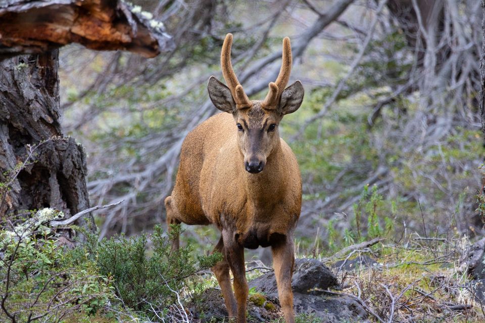 Huemul wildlife guide for Torres del Paine National Park