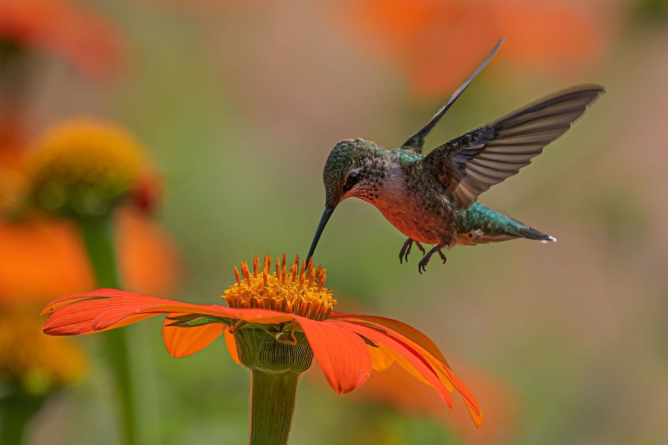 Hummingbird in Red Rock State Park